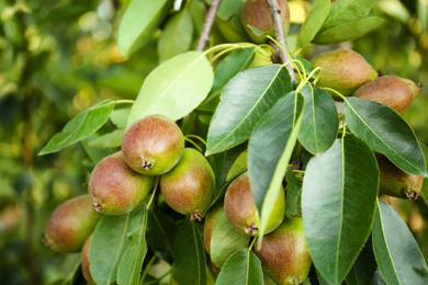 Photo of Ripe pears on tree branch in garden
