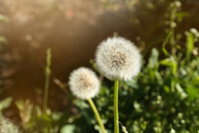 Photo of Two fluffy dandelion flowers growing outdoors, closeup
