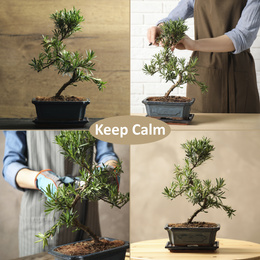 Image of Collage with photos of bonsai plant. Zen and harmony