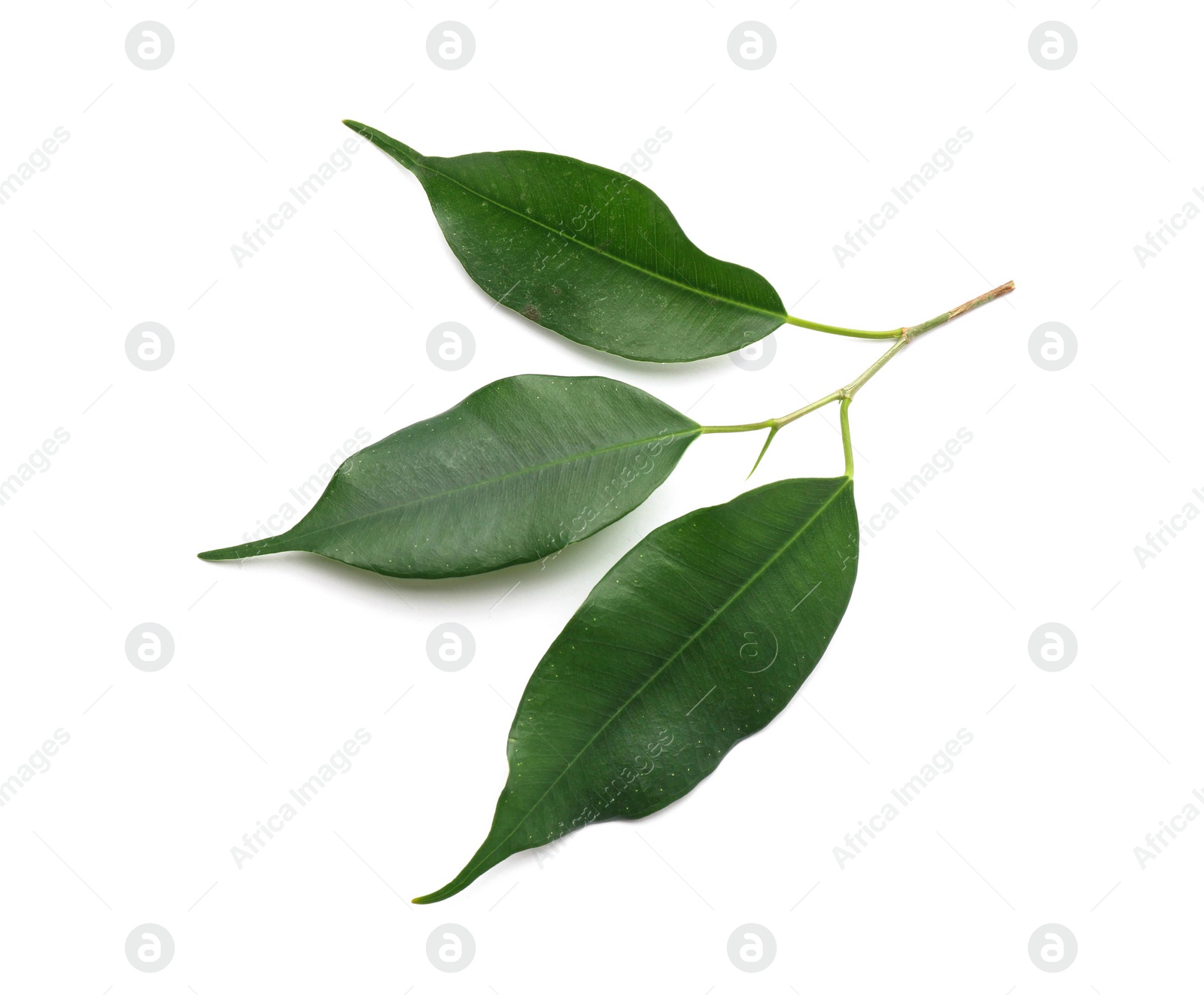 Photo of Fresh green ficus leaves on white background, top view