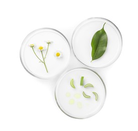 Photo of Petri dishes with different plants isolated on white, top view