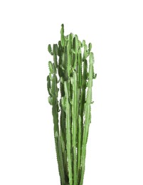 Photo of Beautiful cactus on white background. Tropical plant