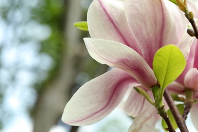 Photo of Magnolia tree with beautiful flowers on blurred background, closeup. Space for text