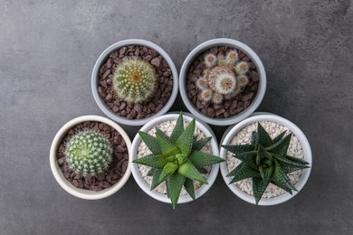 Photo of Many different succulent plants in pots on grey table, flat lay
