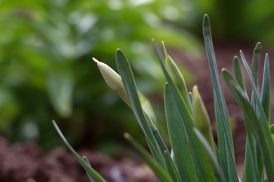 Photo of Daffodil plants growing in garden. Spring flowers