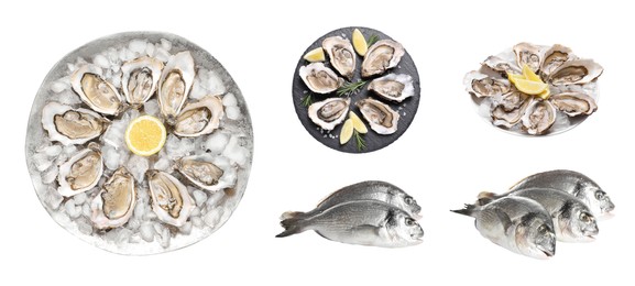 Image of Set with fresh raw dorado fish and tasty oysters on white background. Banner design