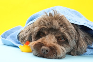 Photo of Cute Maltipoo dog wrapped in towel and bath duck on yellow background, closeup. Lovely pet
