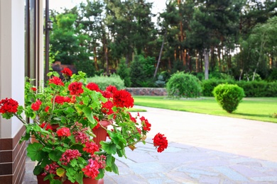 Photo of Red potted geranium at house near modern garden