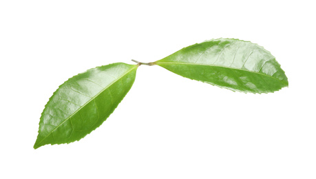 Photo of Green leaves of tea plant isolated on white