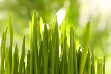 Photo of Lush green grass outdoors on sunny day, closeup