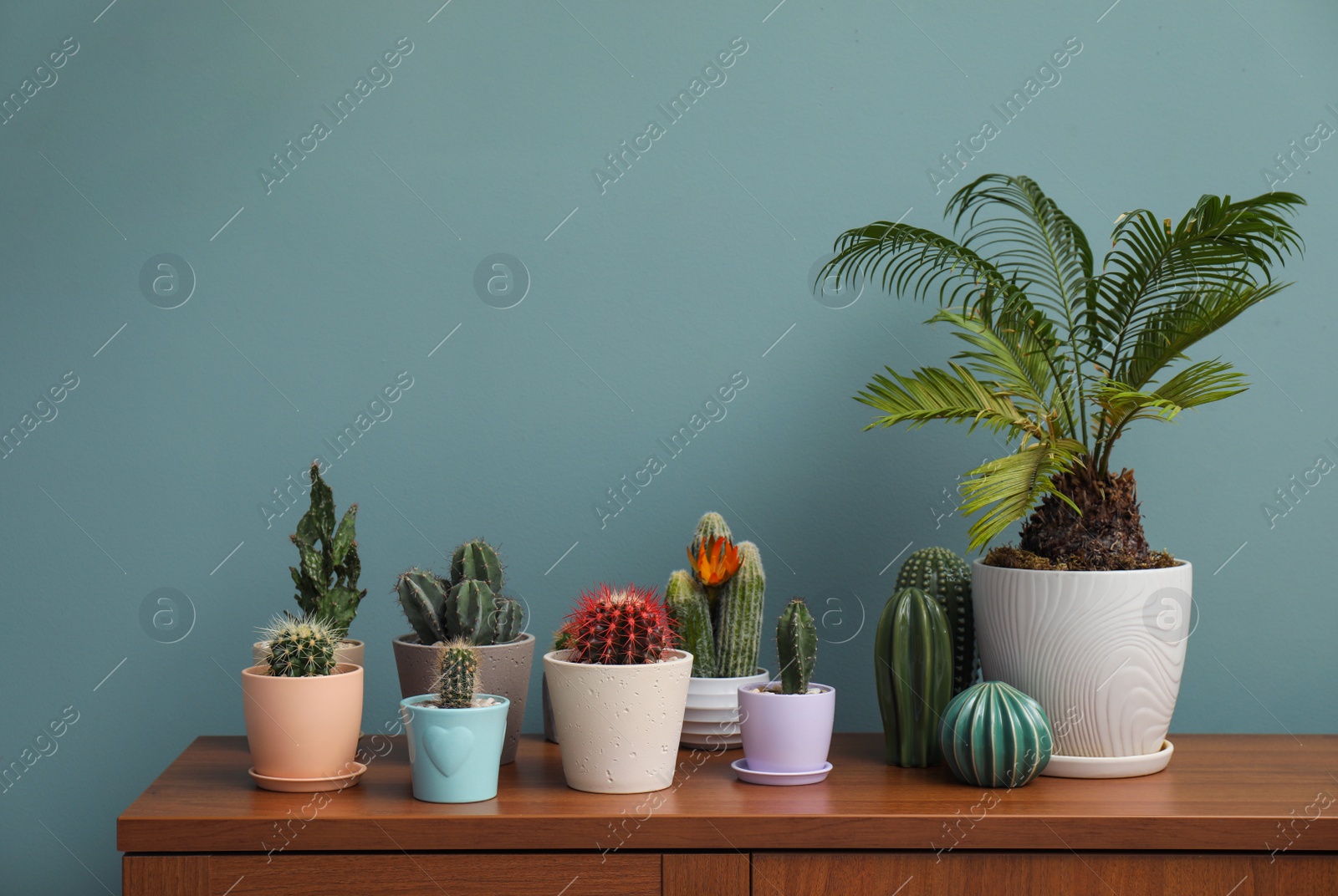 Photo of Beautiful cacti in flowerpots on table near color wall