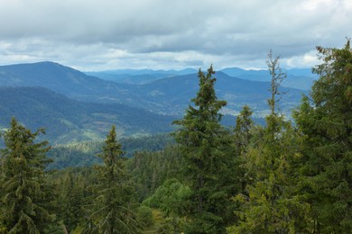 Photo of Picturesque view of green coniferous trees in mountains