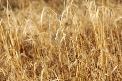 Photo of Spikelets in wheat field on sunny day. Cereal grain crop