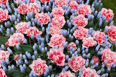 Photo of Many beautiful tulip and muscari flowers growing outdoors, above view. Spring season