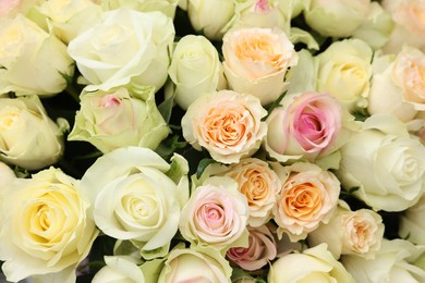 Photo of Many beautiful roses as background, top view
