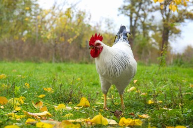 Photo of Beautiful domestic rooster walking on grass in autumn, space for text