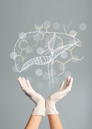 Doctor in gloves and illustration of healthy liver on light grey background, closeup