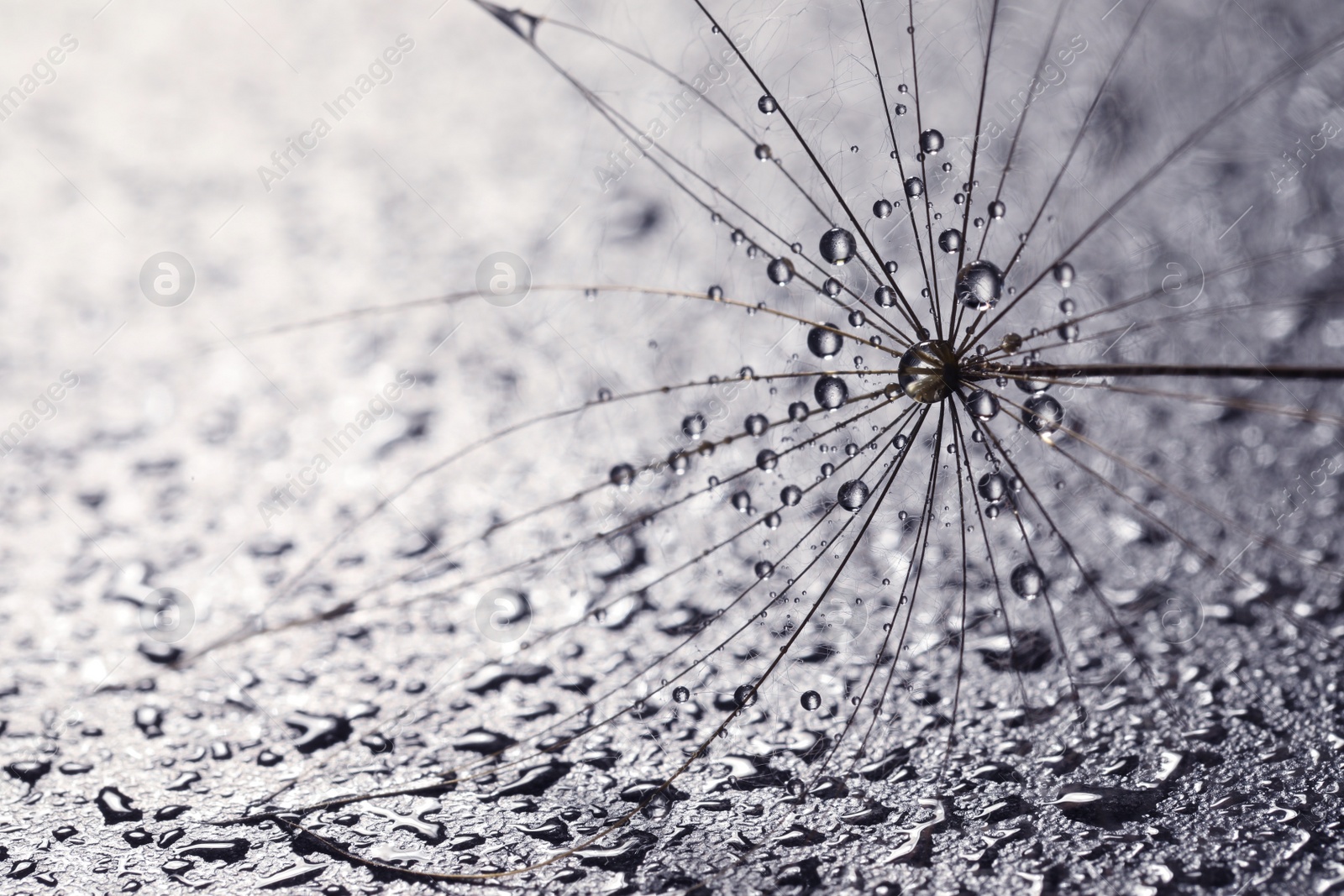 Photo of Seed of dandelion flower with water drops on grey background, closeup