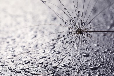 Photo of Seed of dandelion flower with water drops on grey background, closeup