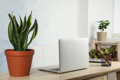 Photo of Office interior with houseplants and laptop on table
