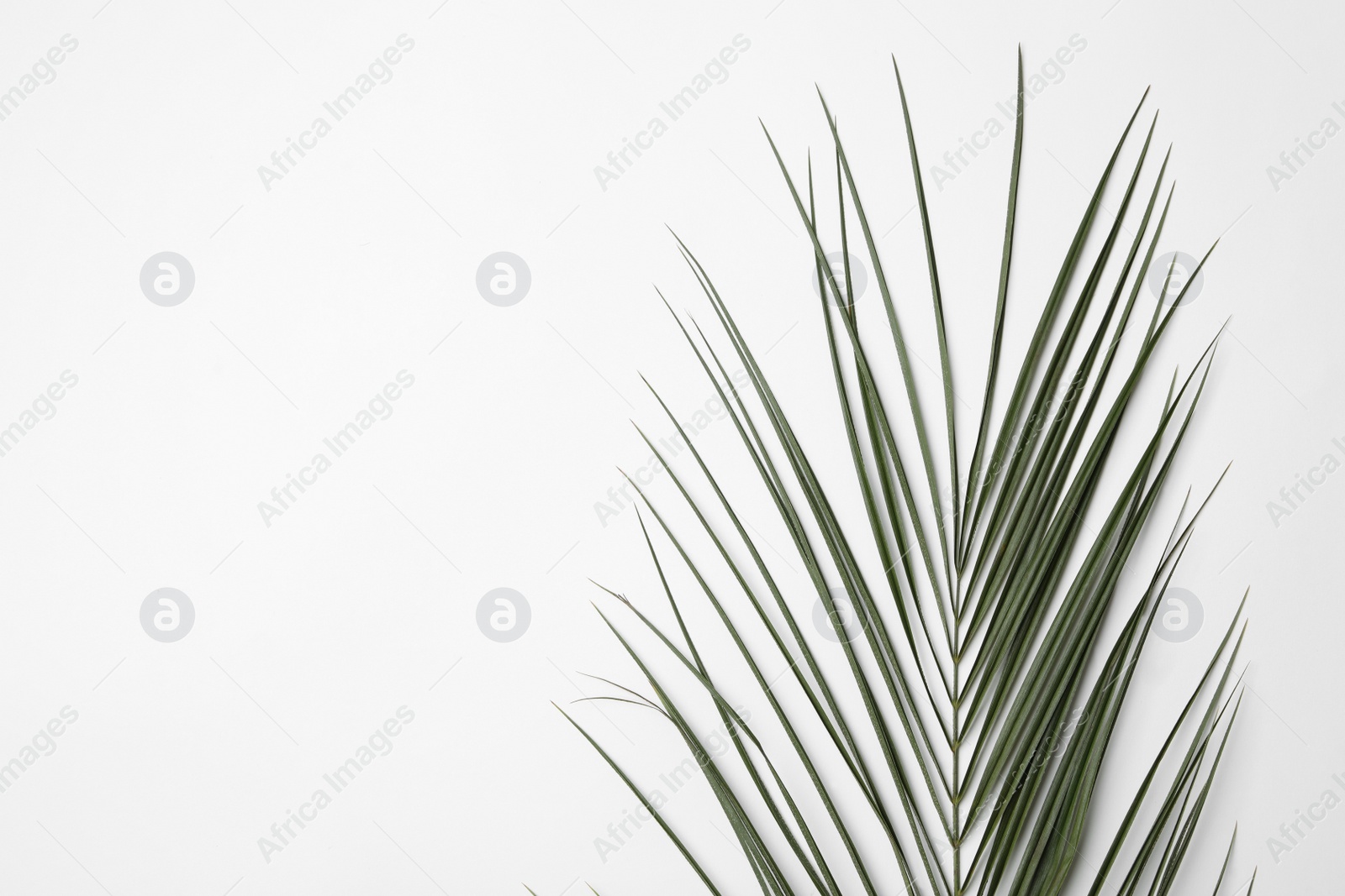 Photo of Leaf of tropical palm tree on white background, top view