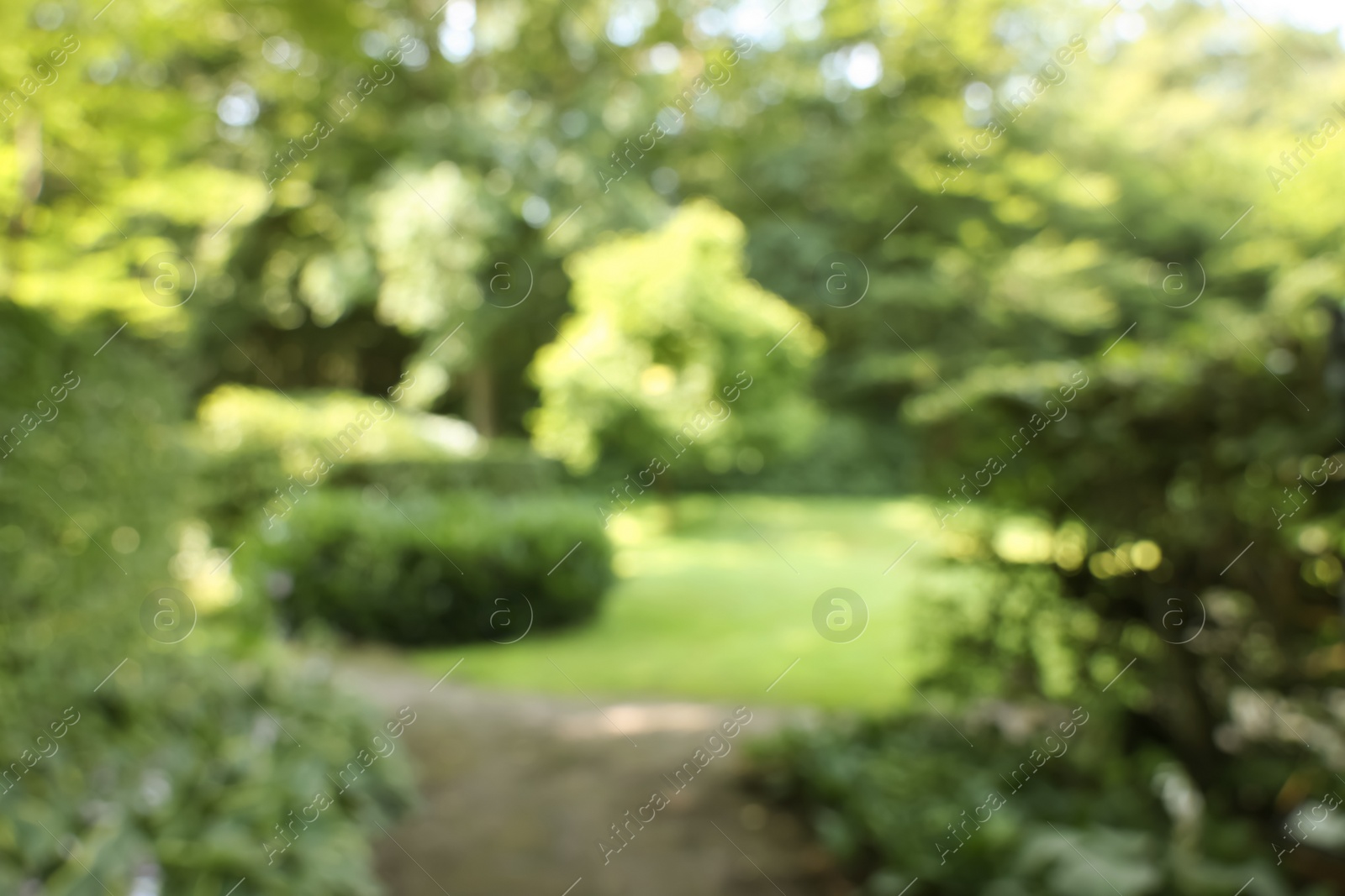 Photo of Blurred view of beautiful green trees and shrubs in garden on sunny day