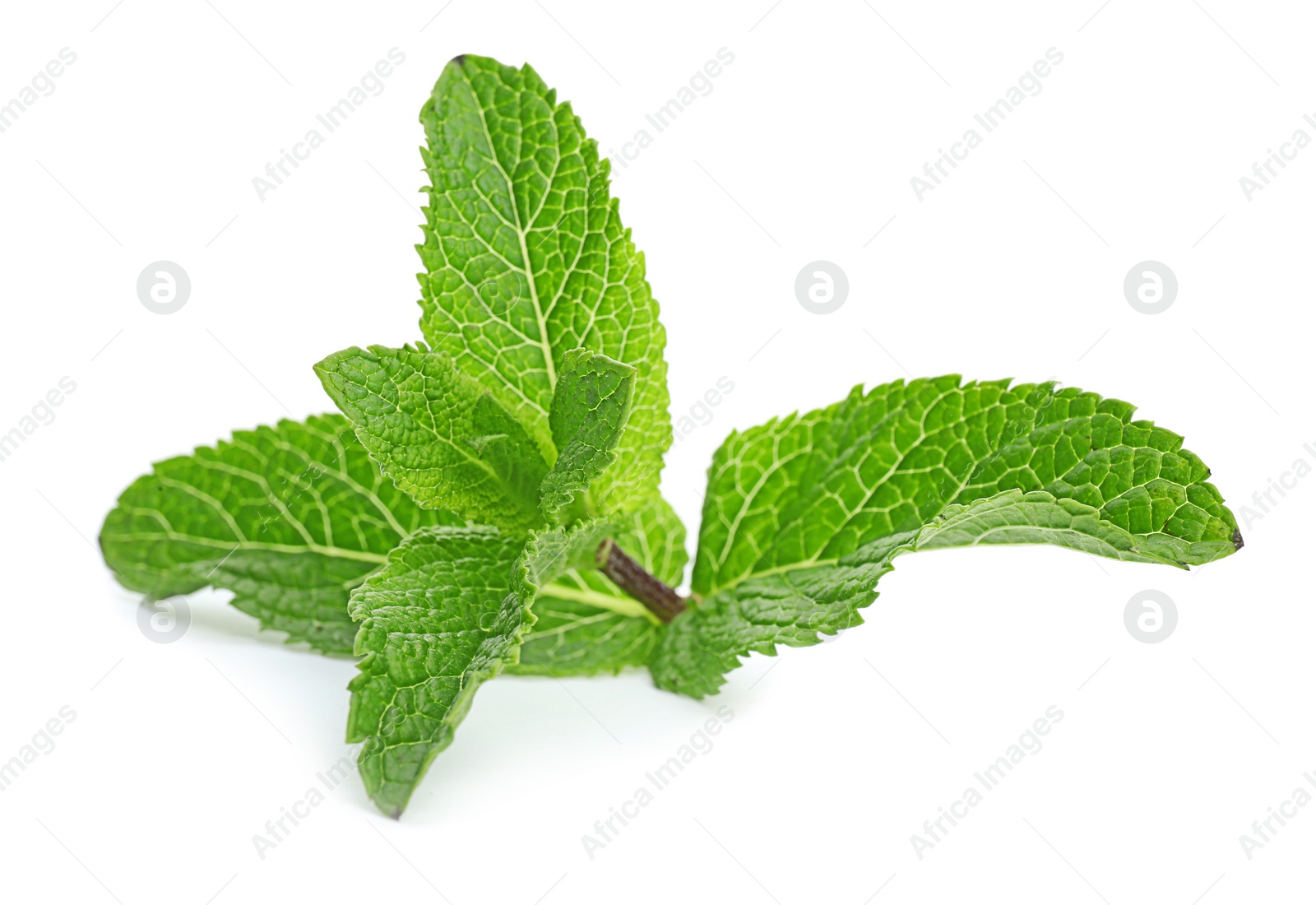 Photo of Fresh green mint leaves on white background