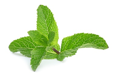 Fresh green mint leaves on white background