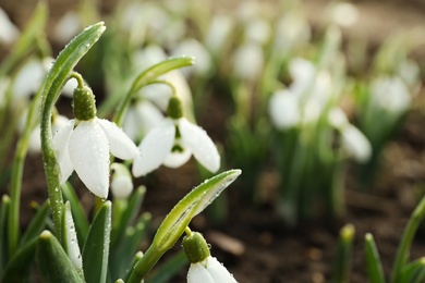 Beautiful snowdrops covered with dew outdoors, closeup. Early spring flowers