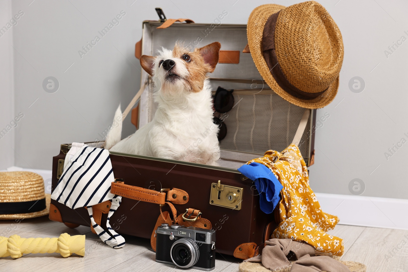 Photo of Travel with pet. Dog, clothes and suitcase indoors