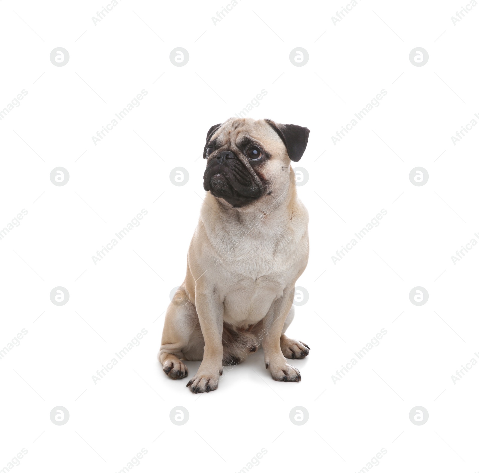 Photo of Cute pug dog sitting on white background