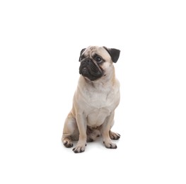 Photo of Cute pug dog sitting on white background