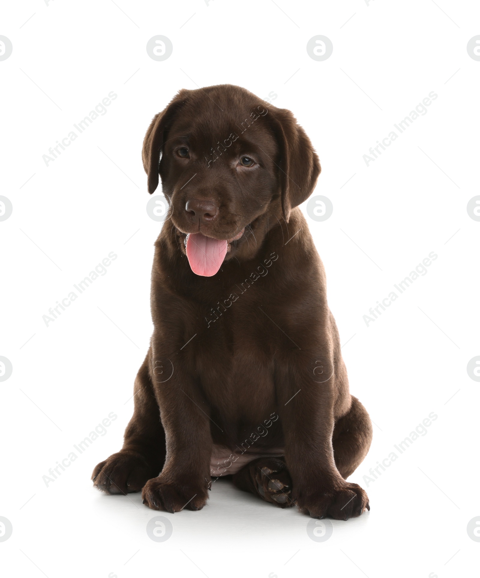 Photo of Chocolate Labrador Retriever puppy on white background