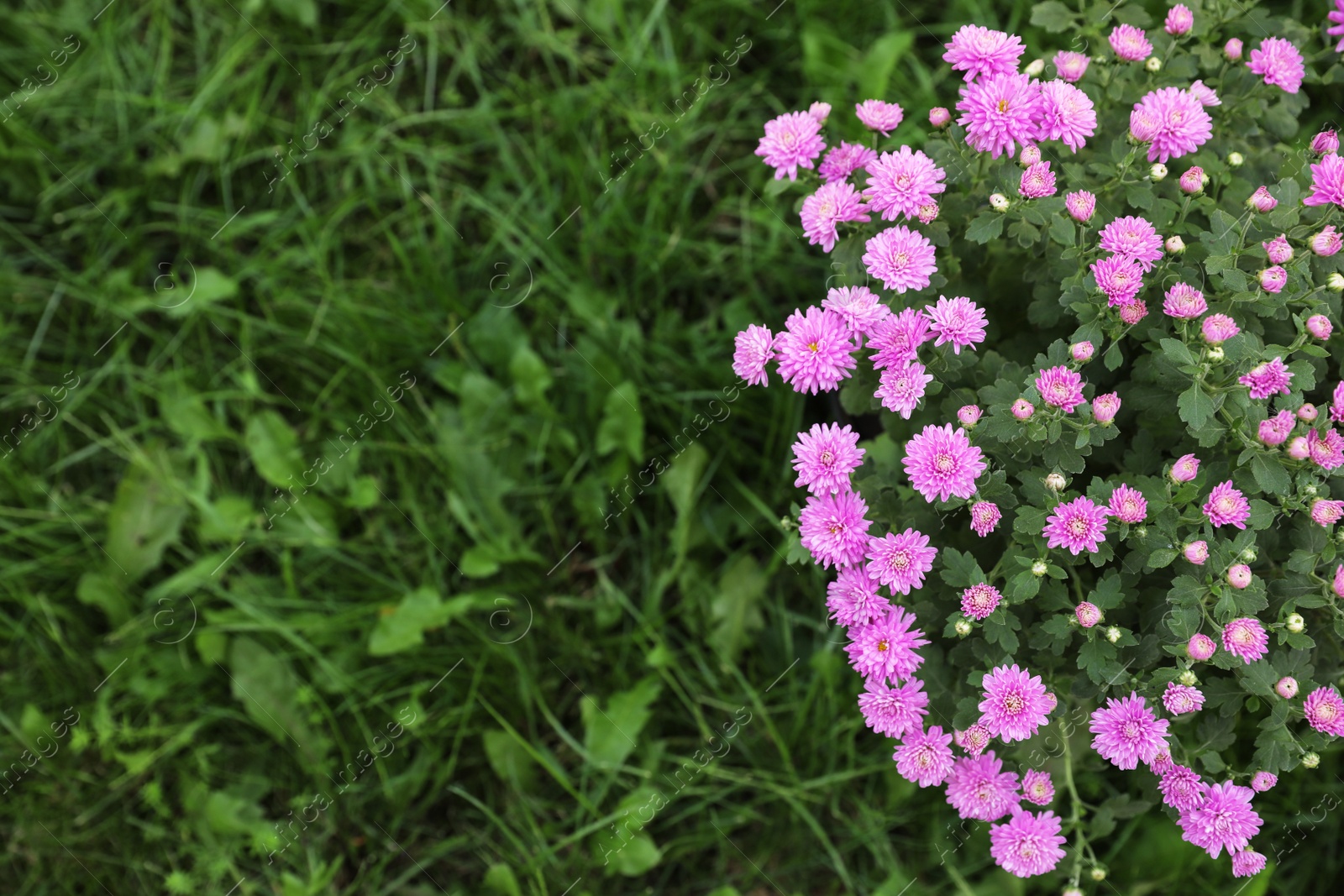 Photo of Beautiful blooming Chrysanthemum bush outdoors. Autumn flowers