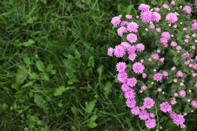 Beautiful blooming Chrysanthemum bush outdoors. Autumn flowers