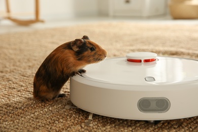 Photo of Modern robotic vacuum cleaner and guinea pig on floor at home