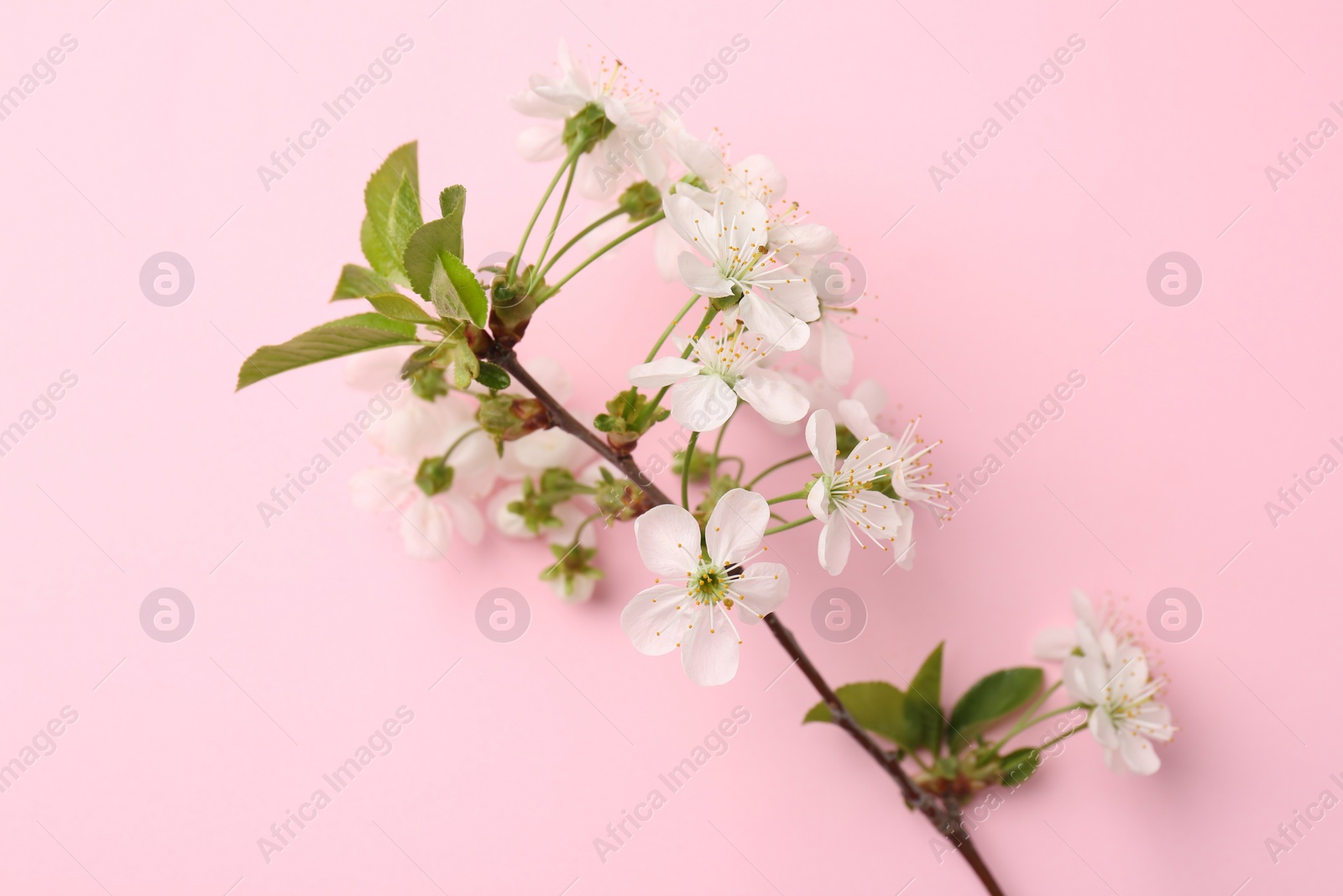 Photo of Spring tree branch with beautiful blossoms on pink background, top view