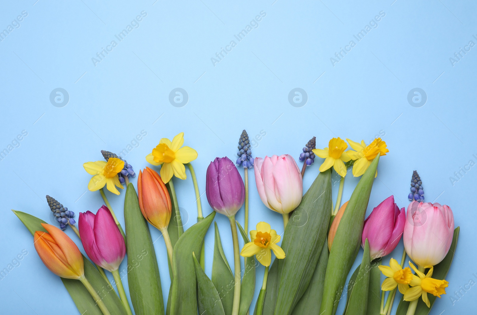 Photo of Beautiful flowers on light blue background, flat lay. Space for text