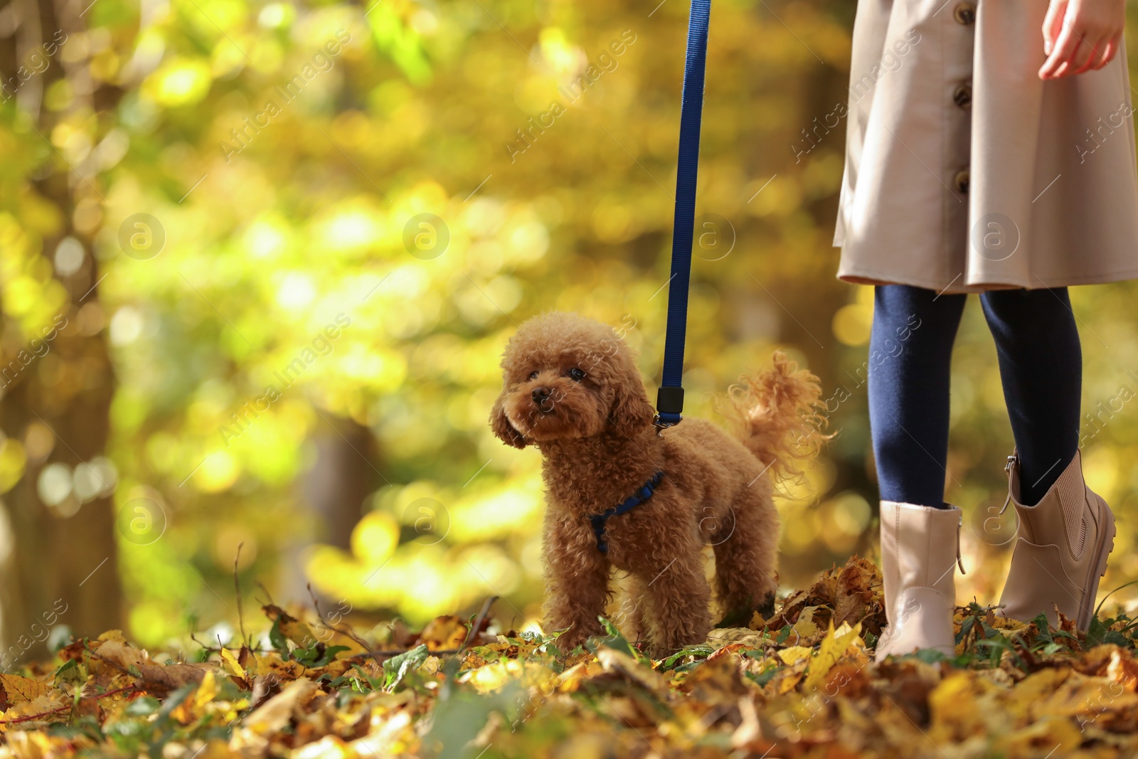 Photo of Girl with cute Maltipoo dog on leash walking in autumn park, closeup. Space for text