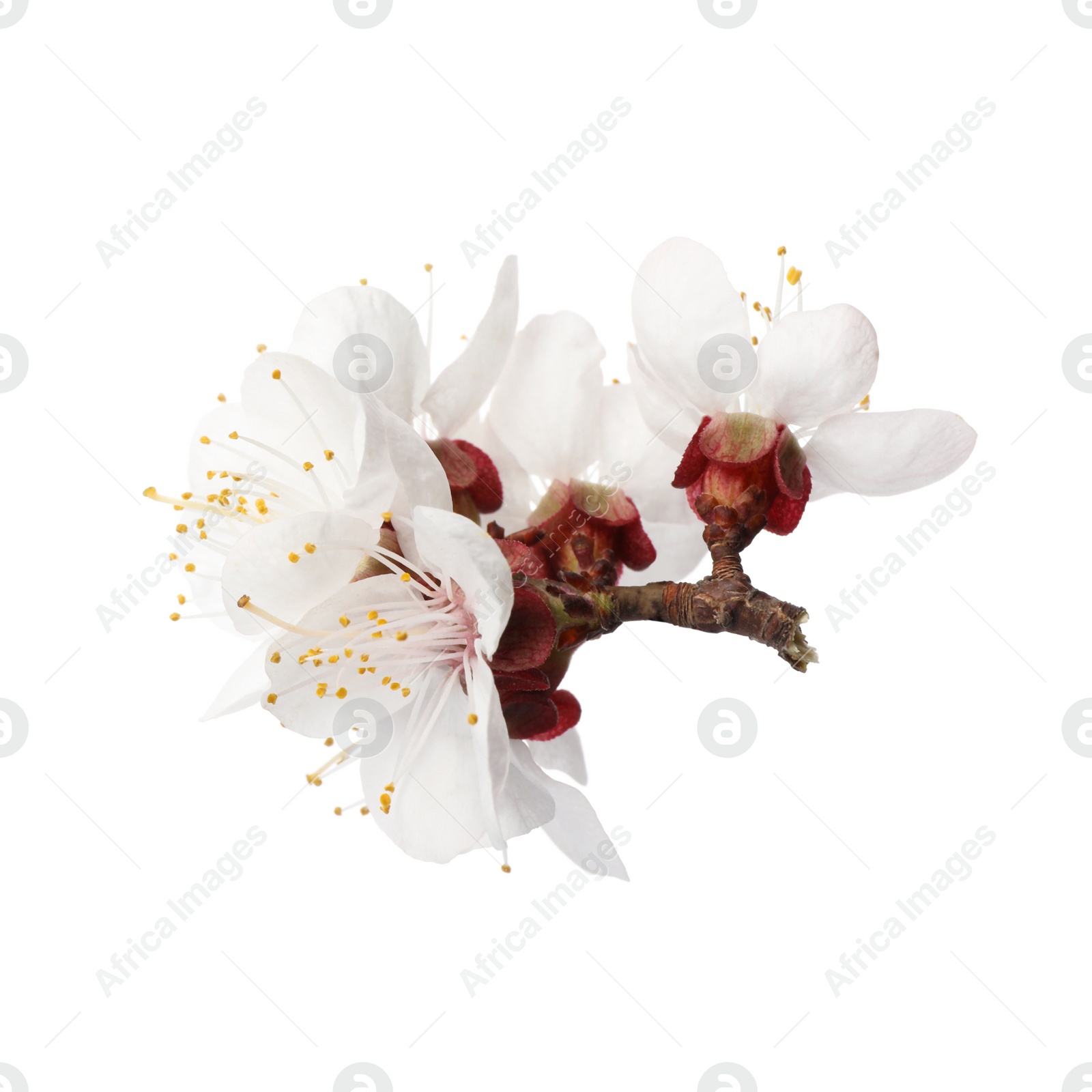 Photo of Beautiful fresh spring flowers on white background