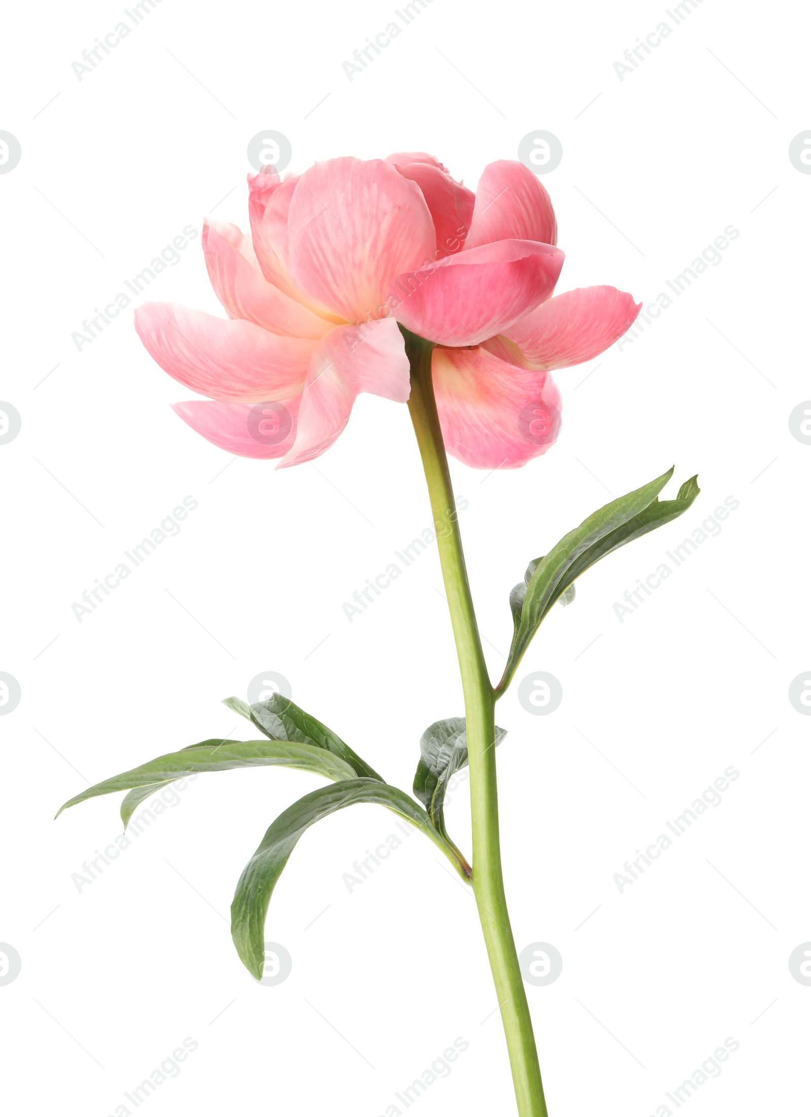 Photo of Beautiful blooming pink peony isolated on white