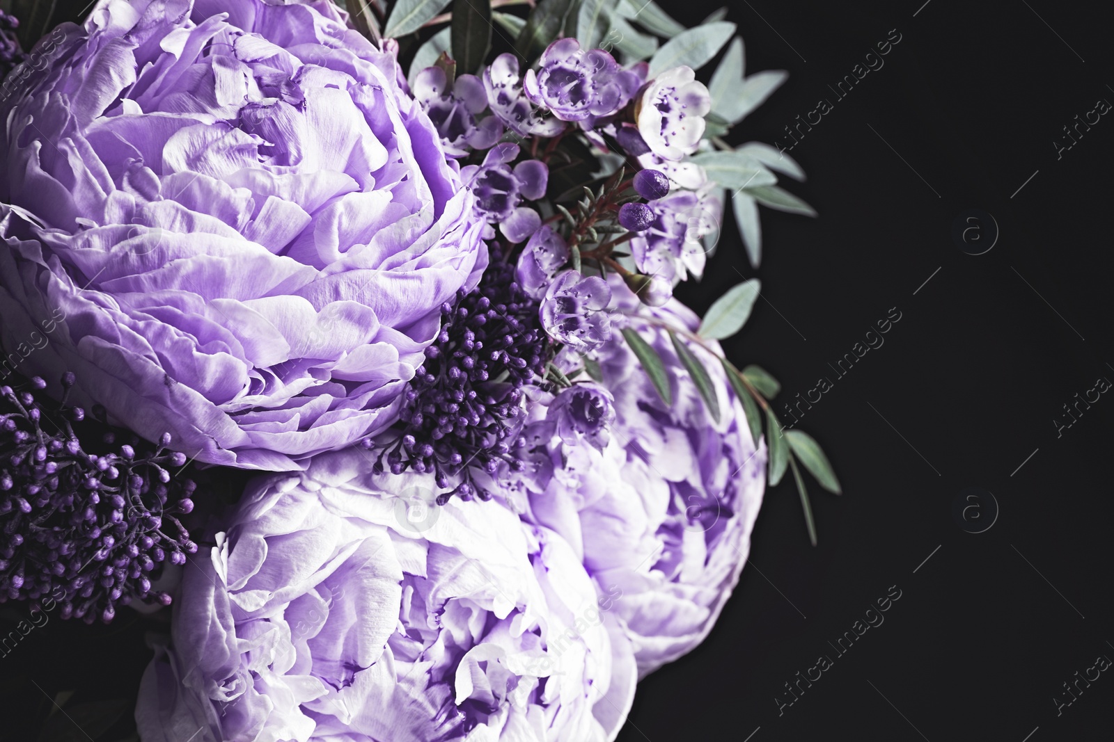 Image of Bouquet with violet flowers on black background, closeup. Funeral attributes