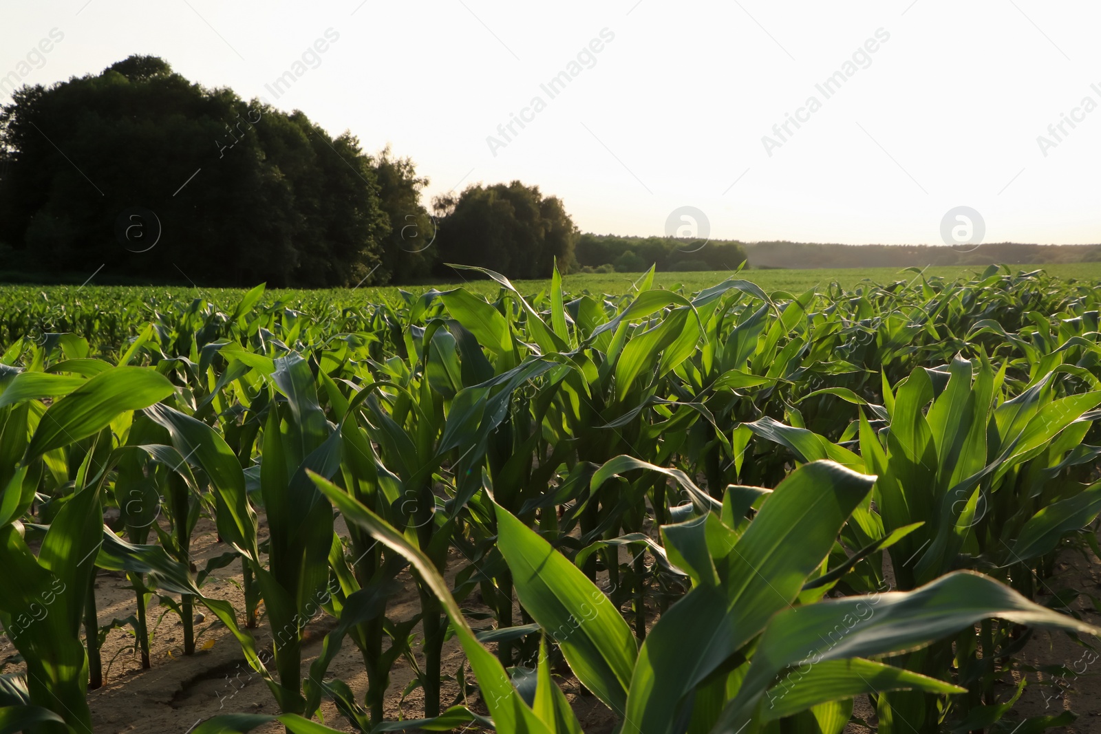 Photo of Beautiful agricultural field with green corn plants on sunny day