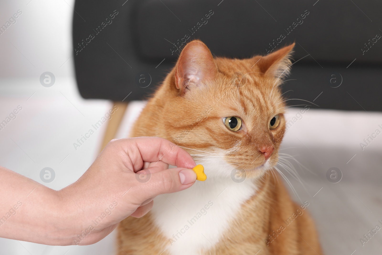 Photo of Woman giving vitamin pill to cute ginger cat indoors, closeup