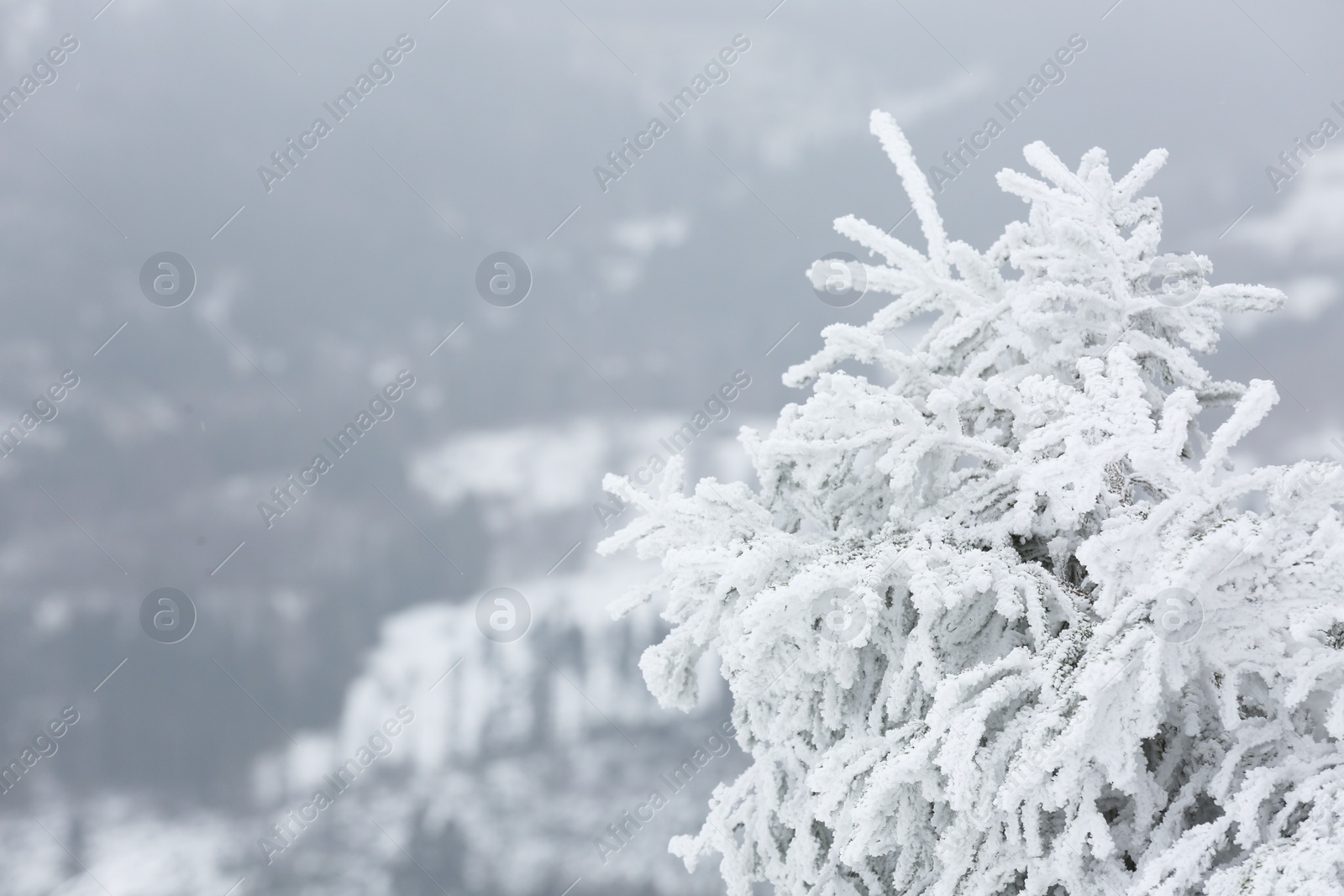 Photo of Beautiful tree branches covered with snow on winter day, closeup. Space for text