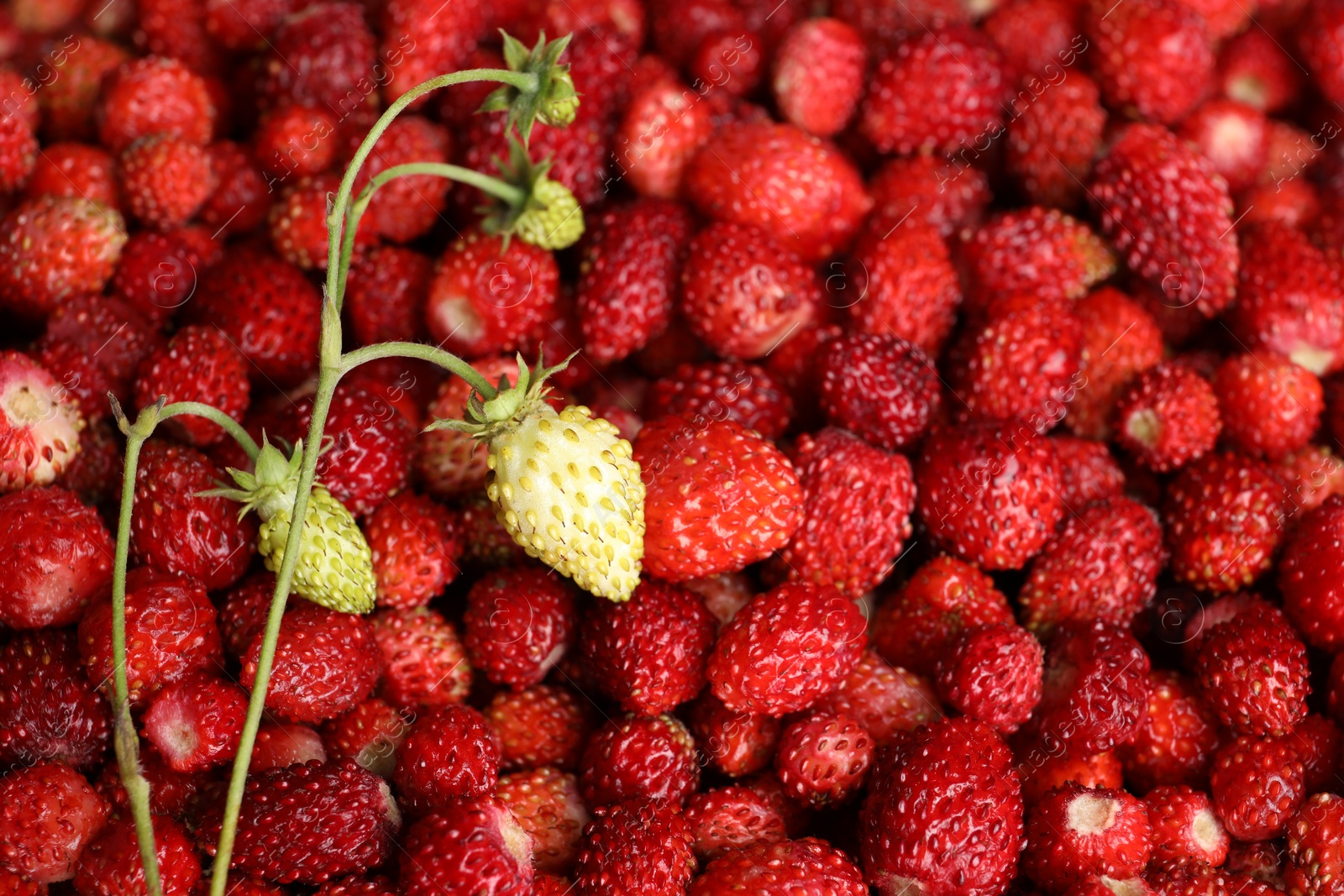 Photo of Many fresh wild strawberries as background, closeup