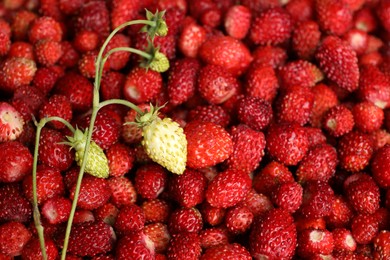 Photo of Many fresh wild strawberries as background, closeup