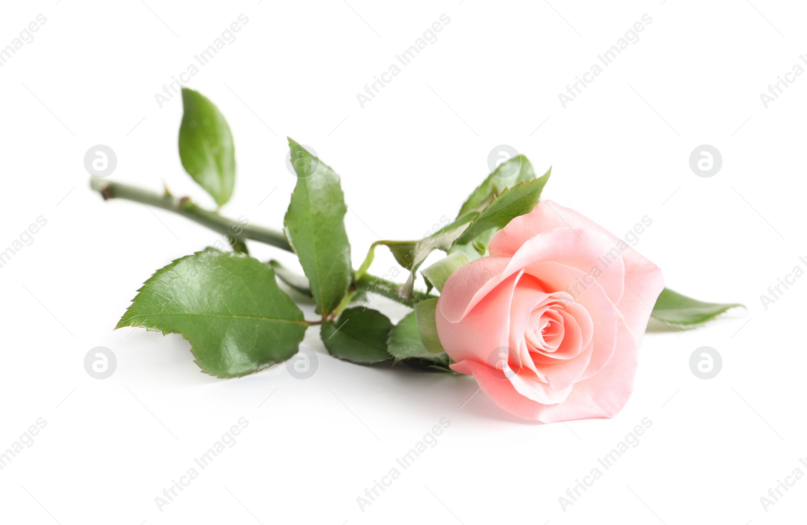 Photo of Beautiful rose flower on white background