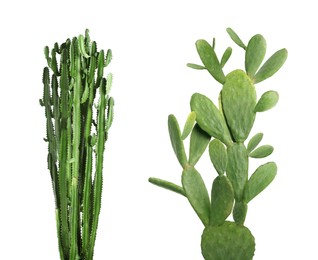 Image of Collage with beautiful cactuses on white background