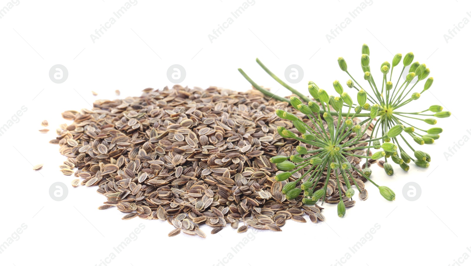 Photo of Heap of dry seeds and fresh dill isolated on white